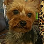 dog, yorkshire_terrier, pet, close_up, indoor, fur, ears, eyes, leopard_print, cup, resting, cute, animal, canine, companion, portrait, furniture, brown, black, small_dog