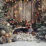 dog, yorkshire_terrier, christmas_tree, ornaments, pinecones, snow, holiday, festive, lights, winter, decorations, greenery, cozy, indoor, celebration, blurred_background, small_dog, fur, pet, lying_down