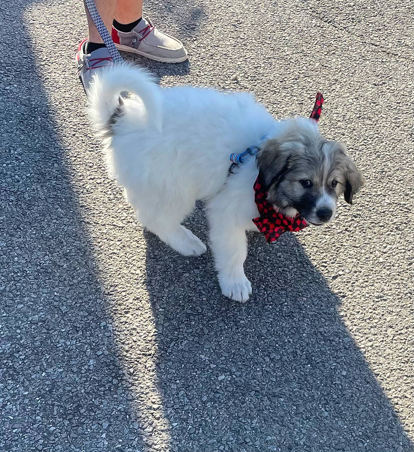 Bluey joined the competition — help win amazing prizes! asphalt, blue, canidae, carnivore, companion_dog, dog, dog_breed, electric_blue, fur, maltepoo, poodle_crossbreed, puppy_love, road_surface, small_terrier, snout, sporting_group, tail, terrier, toy_dog, working_animal