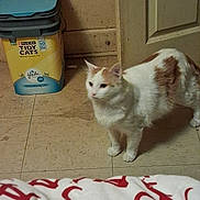 Patches joined the competition — help win amazing prizes! bedding, cat, close_up, curious, door, ears, floor_tile, household, indoor, litter_container, orange_spots, pattern, paws, pet_product, plastic_bin, standing, tiled_floor, wall, whiskers, white_cat