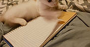 Patches is registered to the contest to win money with this photo: animal, bed, book, cat, computer, diary, electronics, furniture, hardwood, indoors, kitten, laptop, manx, pc, person, pet, plywood, publication, reading, wood