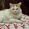 animal, bedspread, cat, closeup, cozy, cute, domestic_cat, ears, feline, fur, indoor, looking_at_camera, orange_spots, pattern, paws, pet, relaxed, resting, whiskers, white_cat