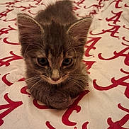 Salem is registered to the contest to win money with this photo: kitten, cat, animal, pet, fur, whiskers, bed, blanket, red_letters, cute, small, feline, indoors, young, tabby, resting, soft, curious, closeup, adorable