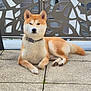 animal, building, calm, collar, daylight, dog, ears, fence, fur, muzzle, outdoor, patio, paws, pet, relaxed, shiba_inu, sitting, tail, tile_floor, urban