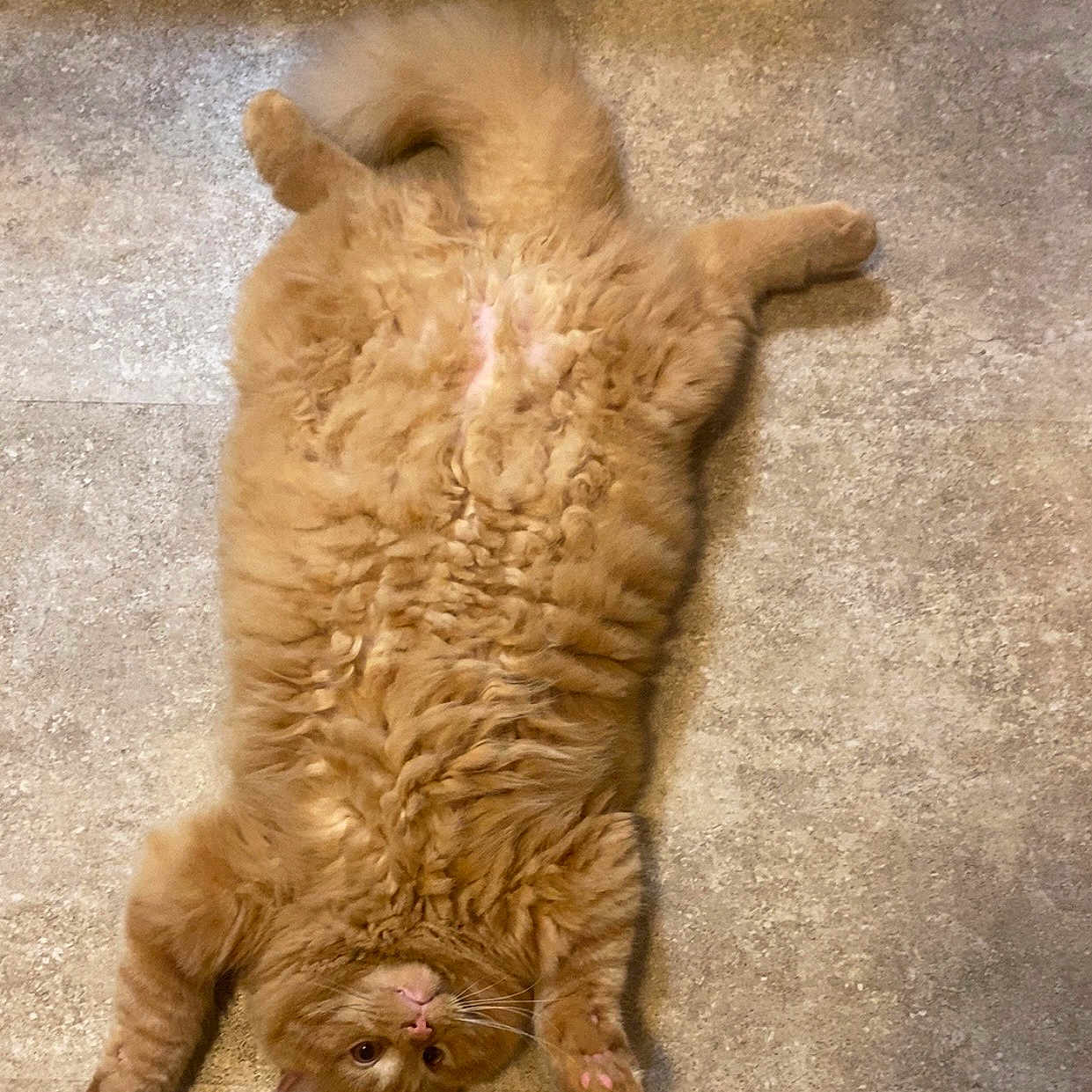 Garfield is registered to the contest to win money with this photo: animal, cat, curious, cute, domestic_cat, feline, floor, fluffy, fur, indoor, lying_down, mammal, orange_cat, pet, pink_paws, playful, relaxed, stretching, upside_down, whiskers
