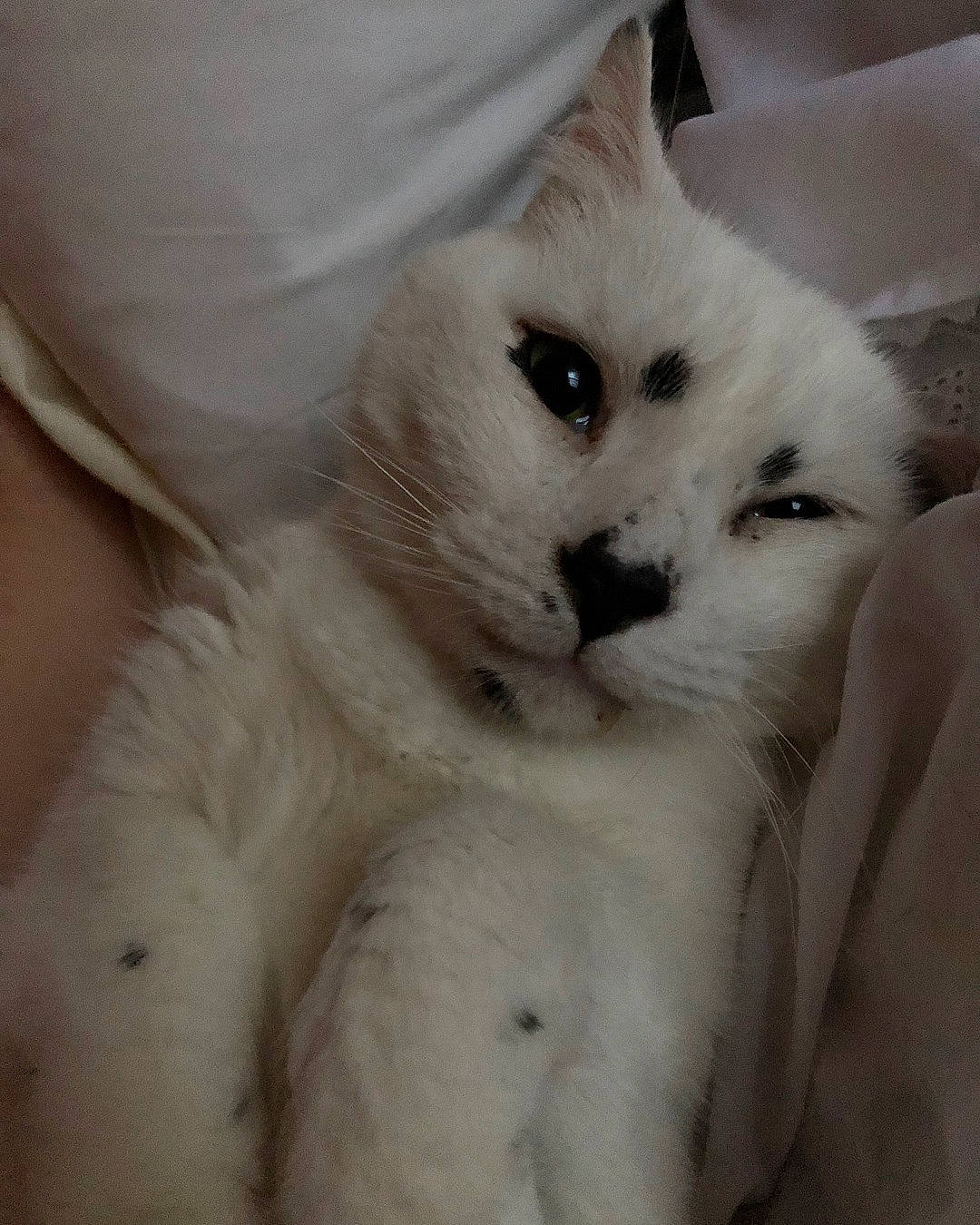 Jose joined the competition — help win amazing prizes! burmilla, canidae, carnivore, cat, felidae, fur, khao_manee, nose, small_to_medium_sized_cats, turkish_angora, turkish_van, whiskers