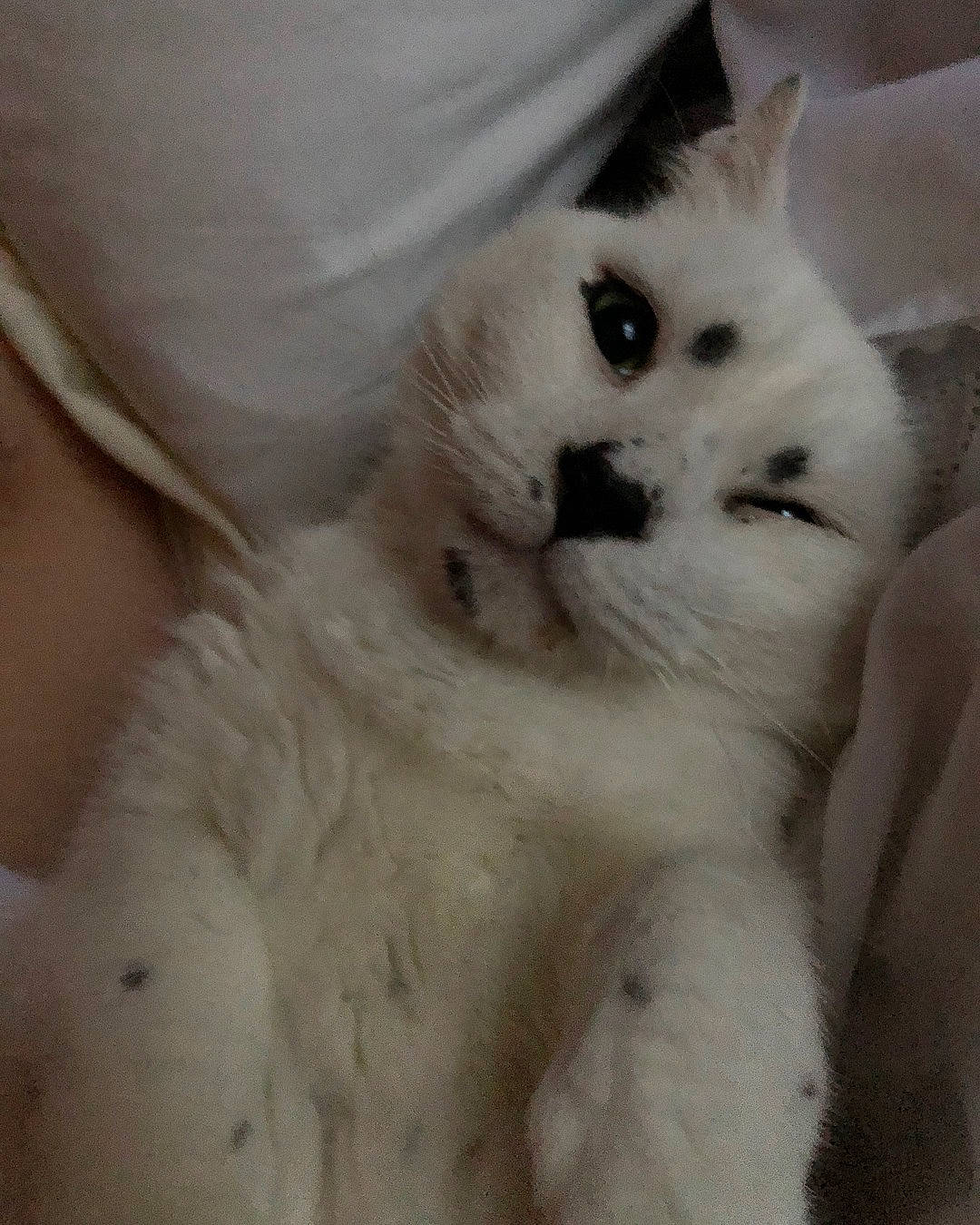 Jose joined the competition — help win amazing prizes! burmilla, carnivore, cat, claw, eye, felidae, fur, khao_manee, nose, paw, ragdoll, small_to_medium_sized_cats, turkish_angora, turkish_van, whiskers