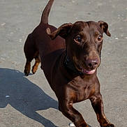 Léon participe au concours pour gagner de l'argent avec cette photo : dog, dachshund, brown_dog, running, jumping, outdoor, pavement, shadow, person, white_shoes, lock_screen, time_display, text_overlay, fingerprint_icon, step_counter, sunlight, pet, animal, canine, playful