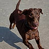 dog, dachshund, brown_dog, running, jumping, outdoor, pavement, shadow, person, white_shoes, lock_screen, time_display, text_overlay, fingerprint_icon, step_counter, sunlight, pet, animal, canine, playful