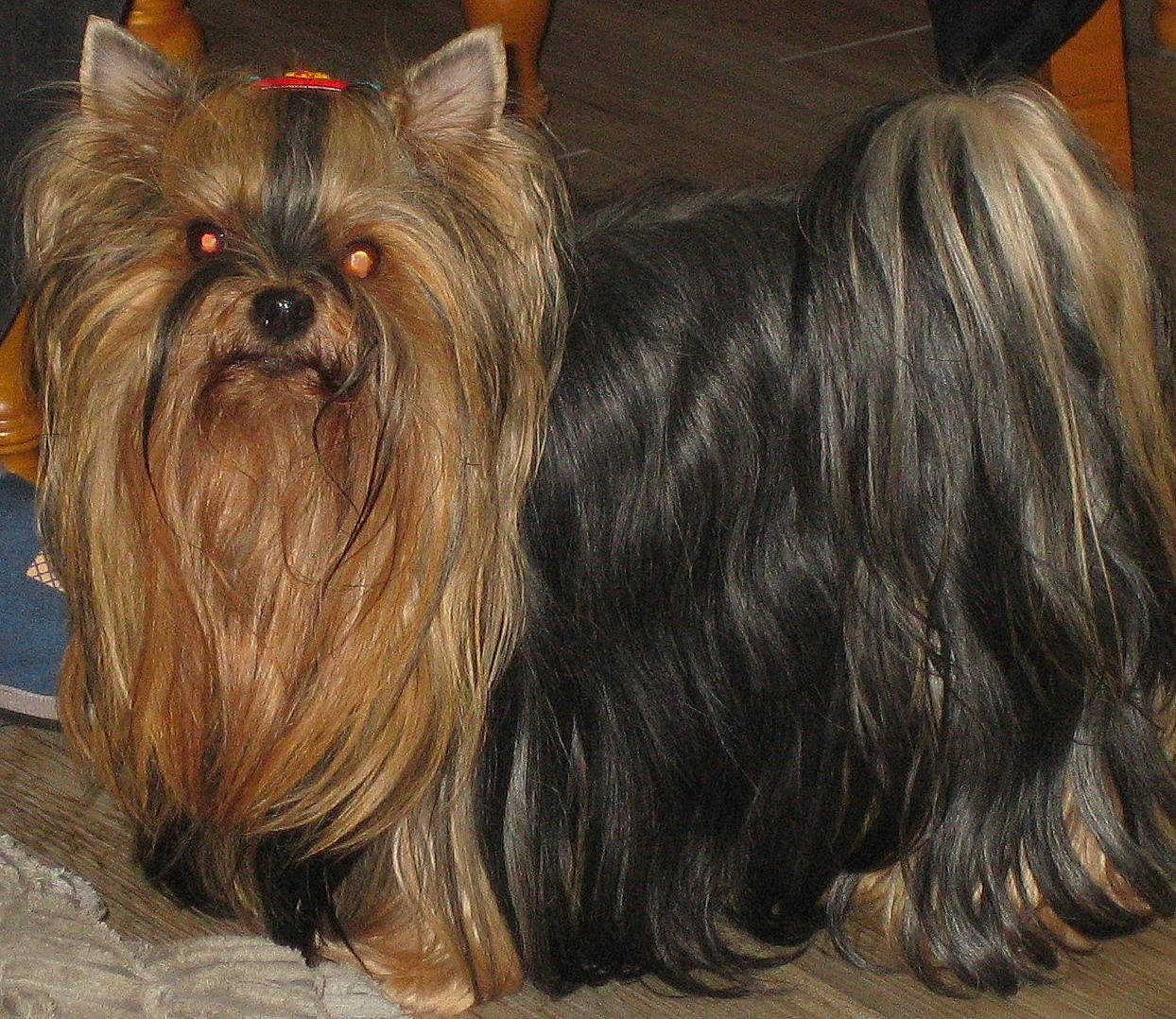 Lolita participe au concours pour gagner de l'argent avec cette photo : biewer_terrier, biting, canidae, carnivore, companion_dog, dog, dog_breed, fawn, fur, liver, non_sporting_group, small_terrier, snout, sporting_group, terrestrial_animal, terrier, toy_dog, working_animal, yorkipoo, yorkshire_terrier