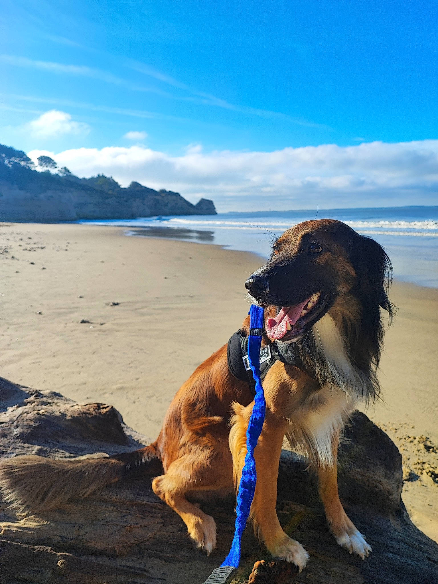 Pippa a rejoint le concours — aidez-le/la à gagner de superbes lots ! beach, body_of_water, canidae, carnivore, cloud, companion_dog, dog, dog_breed, gun_dog, happy, horizon, landscape, mountain, ocean, recreation, sand, shore, sky, sporting_group, water