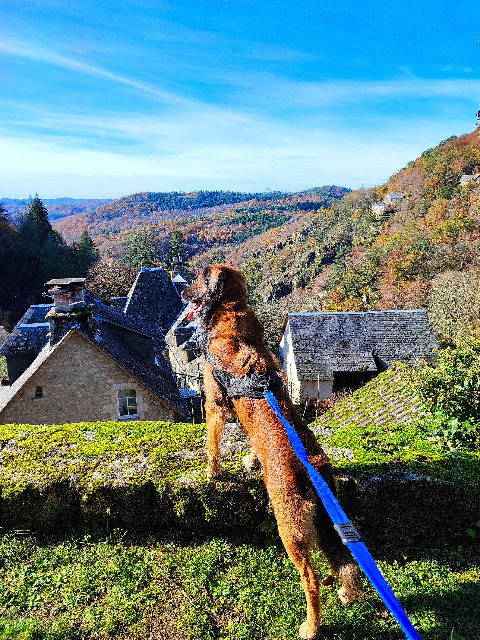 Pippa participe au concours pour gagner de l'argent avec cette photo : carnivore, cloud, dog, dog_breed, fawn, grass, grassland, highland, hill, landscape, leisure, meadow, mountain, mountainous_landforms, plant, rural_area, sky, slope, tree, working_animal