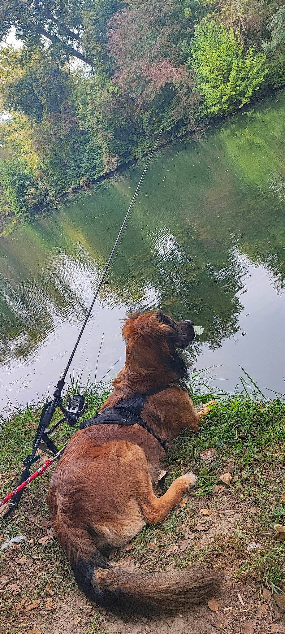 Pippa a rejoint le concours — aidez-le/la à gagner de superbes lots ! canidae, carnivore, collar, companion_dog, dog, dog_breed, dog_collar, fawn, grass, lake, landscape, leash, liver, pet_supply, plant, sporting_group, tail, terrestrial_animal, water, working_animal