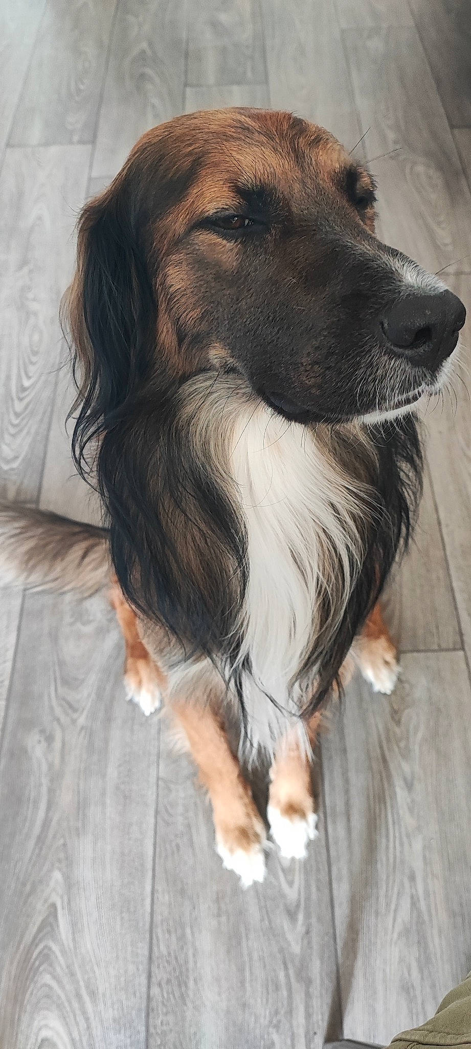 Pippa participe au concours pour gagner de l'argent avec cette photo : canidae, carnivore, companion_dog, dog, dog_breed, fawn, fur, gun_dog, happy, hunting_dog, liver, snout, sporting_group, whiskers, working_animal, working_dog