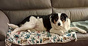 Maya participe au concours pour gagner de l'argent avec cette photo : dog, tricolor, couch, leather, blanket, indoor, pet, relaxed, laying, fur, animal, companion, calm, home, cozy, living_room, resting, domestic, cute, friendly