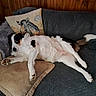 Maya participe au concours pour gagner de l'argent avec cette photo : dog, couch, pillow, indoor, relaxed, fur, black_and_white, wood_paneling, furniture, pet, laying_down, cozy, tail, house, living_room, blanket, resting, domestic_animal, canine, comfort