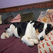 Maya participe au concours pour gagner de l'argent avec cette photo : dog, bed, pillow, couch, indoor, resting, black, white, brown, fur, animal, pet, comfort, cozy, fabric, pattern, relaxation, face, home, cute