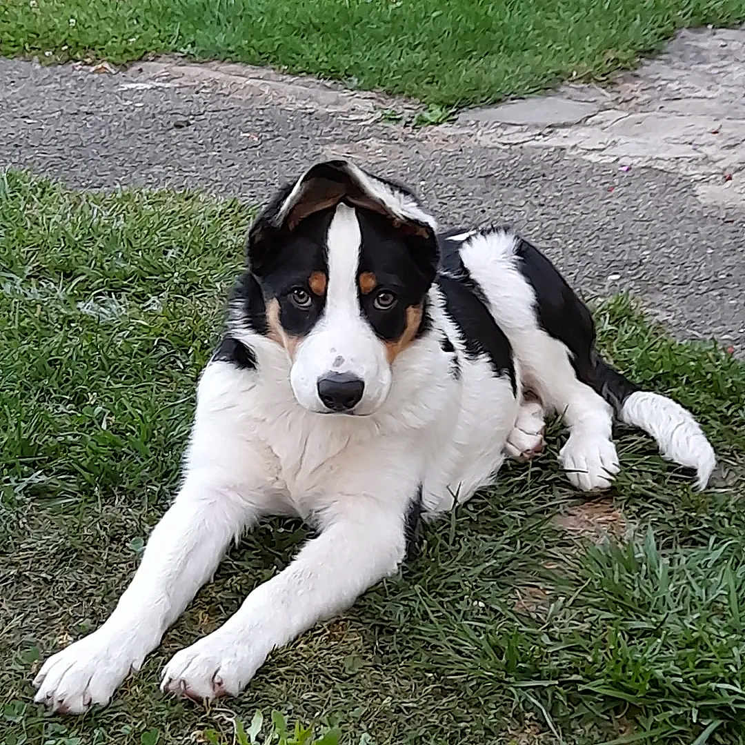 Maya