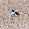 Maya a rejoint le concours — aidez-le/la à gagner de superbes lots ! dog, sand, outdoor, animal, pet, resting, black_and_white, canine, nature, relaxing, quiet, alone, side_view, fur, mammal, laying_down, calm, earth_tone, daytime, ground