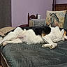 dog, sleeping, couch, indoor, pillow, quilted, zebra_print, relaxed, pet, fur, resting, home, cozy, animal, wooden_chair, blanket, floor, quiet, calm, domestic