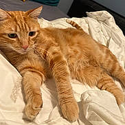 Shanks a rejoint le concours — aidez-le/la à gagner de superbes lots ! cat, orange_tabby, pet, feline, bed, white_sheet, relaxed, fur, whiskers, paws, indoor, animal, cute, domestic_cat, sleepy, resting, closeup, soft, laying, calm