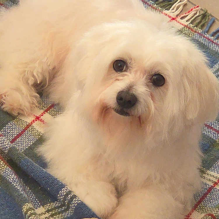 Niara participe au concours pour gagner de l'argent avec cette photo : animal, blanket, companion, cozy, cute, dog, domestic_animal, floor, fluffy, fur, giraffe_toy, indoor, looking_up, paw, pet, plaid, relaxed, small_dog, toy, white_fur