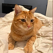 Niara a rejoint le concours — aidez-le/la à gagner de superbes lots ! cat, orange_tabby, pet, feline, bed, blanket, indoor, resting, fur, whiskers, ears, pink_nose, closeup, animal, cute, domestic_cat, relaxed, cozy, home, sleepy