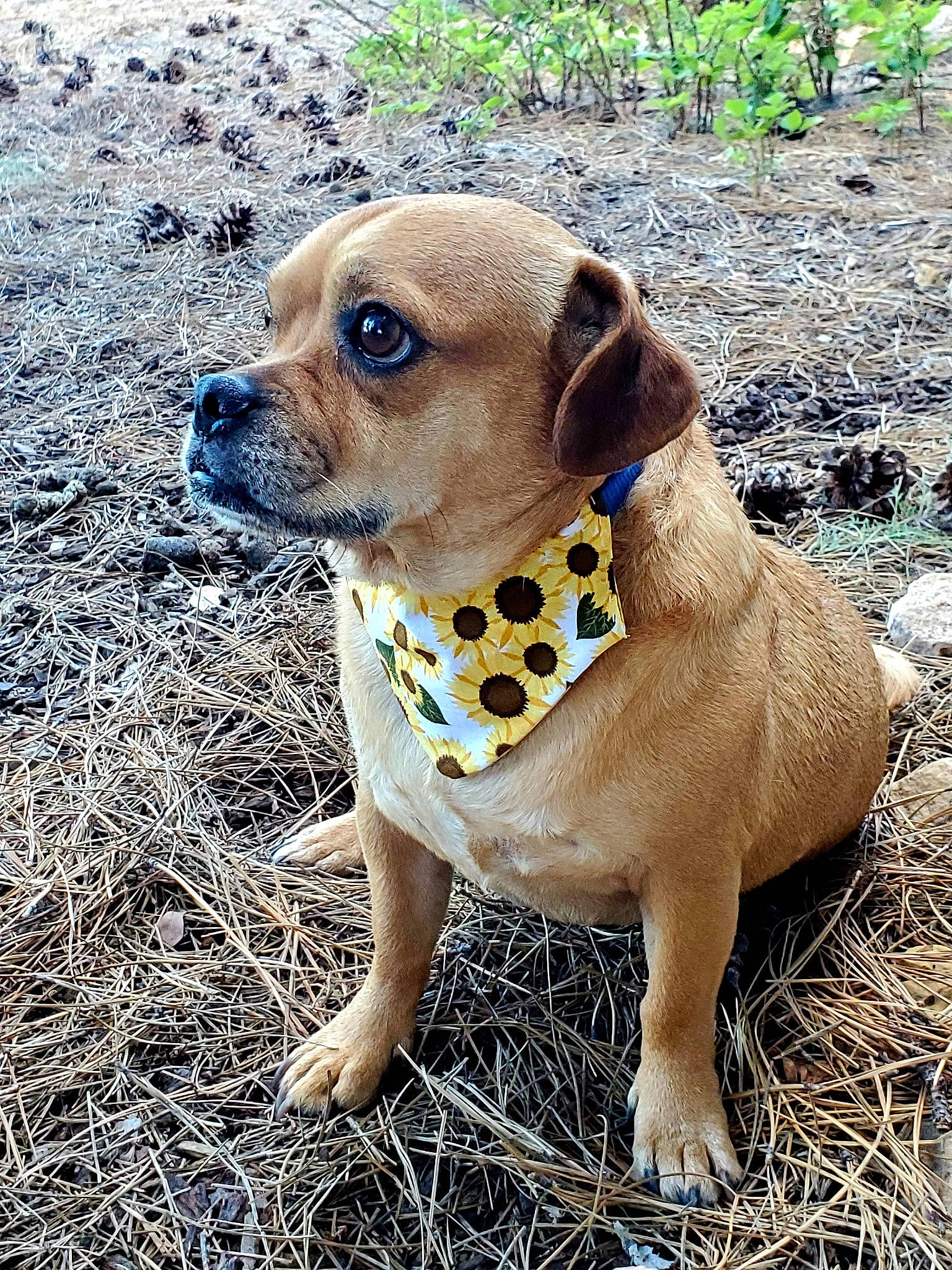 Dean joined the competition — help win amazing prizes! canidae, carlin_pinscher, carnivore, companion_dog, dog, dog_breed, dog_collar, fawn, grass, mammal, portuguese_pointer, puggle, puppy, rare_breed_dog, snout, sporting_group, vertebrate, whiskers