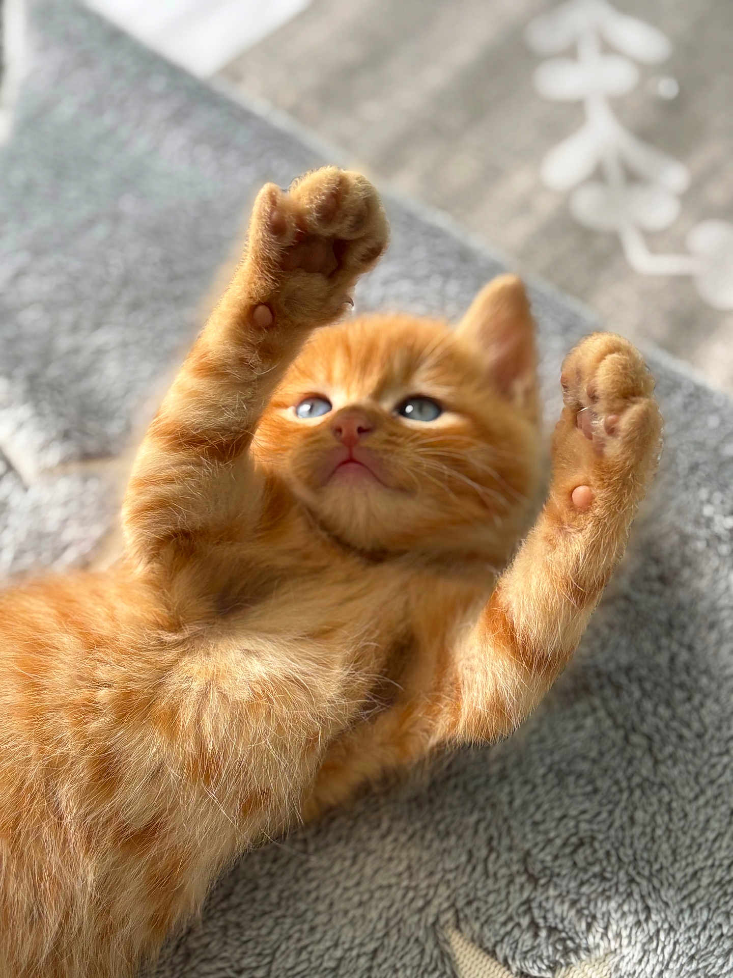 Hellboy a rejoint le concours — aidez-le/la à gagner de superbes lots ! kitten, cat, ginger, fur, paw, cute, pet, animal, closeup, soft, texture, indoor, relaxing, playful, whiskers, young, sleepy, adorable, mammal, feline