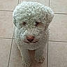 dog, curly_fur, white_dog, pet, animal, cute, indoor, tile_floor, looking_up, small_dog, fluffy, companion, canine, domestic_animal, mischievous, fur, sitting, adorable, curly_hair, friendly