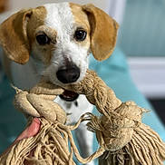 Picsou participe au concours pour gagner de l'argent avec cette photo : dog, pet, toy, rope, play, indoor, animal, mouth, hand, closeup, brown, white, ears, fur, focused, tug_of_war, background_blur, cute, companion, domestic