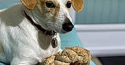 Picsou participe au concours pour gagner de l'argent avec cette photo : dog, jack_russell_terrier, pet, indoor, toy, rope_toy, cushion, relaxed, white_fur, brown_ears, collar, close_up, animal, companion, domestic, cute, playful, resting, portrait, furniture