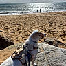 dog, beach, ocean, sand, rock, harness, leash, sky, clouds, water, sunlight, outdoor, pet, animal, nature, shore, people, summer, daytime, vacation