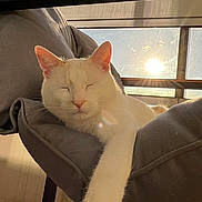Saphir participe au concours pour gagner de l'argent avec cette photo : cat, white_cat, sleeping, relaxed, indoor, chair, fabric, sunlight, window, blue_sky, paw, cozy, pet, feline, animal, resting, daylight, peaceful, comfortable, home