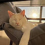 cat, white_cat, sleeping, relaxed, indoor, chair, fabric, sunlight, window, blue_sky, paw, cozy, pet, feline, animal, resting, daylight, peaceful, comfortable, home