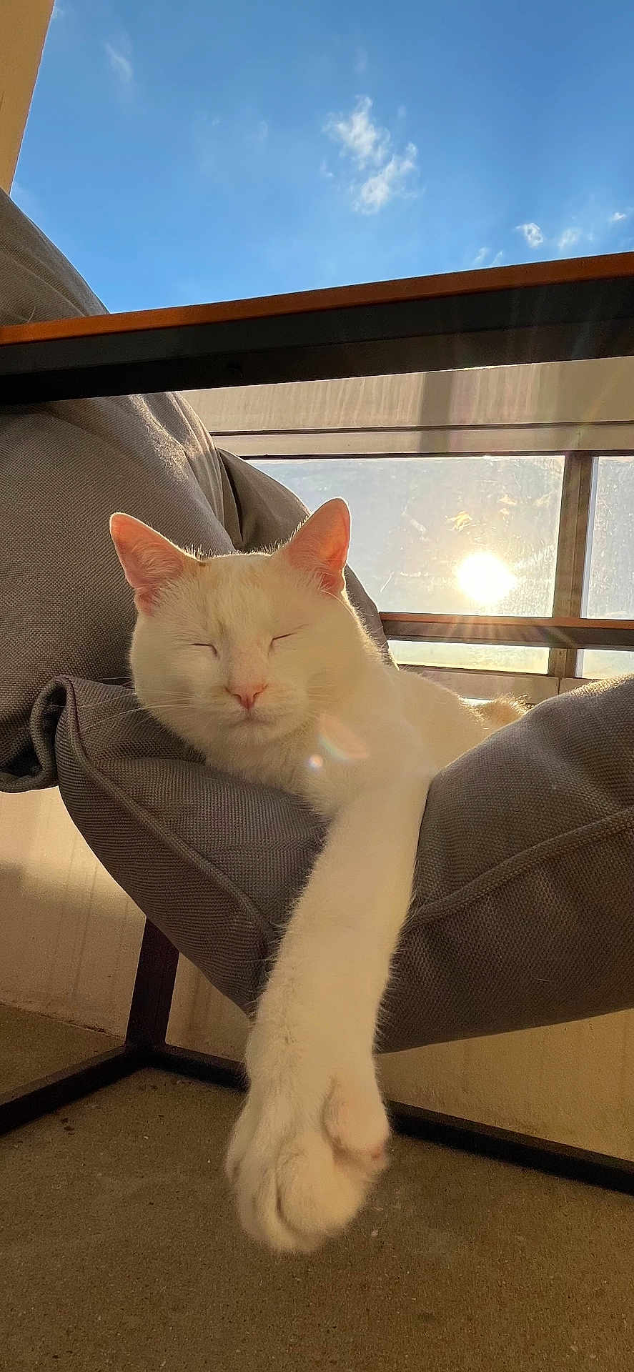 Saphir participe au concours pour gagner de l'argent avec cette photo : cat, white_cat, sleeping, relaxed, indoor, chair, fabric, sunlight, window, blue_sky, paw, cozy, pet, feline, animal, resting, daylight, peaceful, comfortable, home