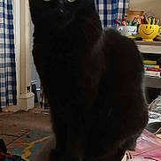 Idgie is registered to the contest to win money with this photo: black_cat, book, cat, clutter, curtains, domestic_animal, feline, furniture, household, indoor, mug, paper, pen_holder, pet, sitting, smiley_face, stationery, table, window, writing_instruments
