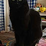 black_cat, book, cat, clutter, curtains, domestic_animal, feline, furniture, household, indoor, mug, paper, pen_holder, pet, sitting, smiley_face, stationery, table, window, writing_instruments
