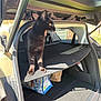 Baguera participe au concours pour gagner de l'argent avec cette photo : black_cat, cat, car_trunk, open_trunk, sunlight, yellow_eyes, pet, animal, feline, shadow, car, transport, vehicle, interior, yawning_cat, domestic_animal, window, daylight, outdoor, curious_cat