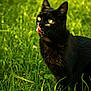 Baguera a rejoint le concours — aidez-le/la à gagner de superbes lots ! black_cat, cat, animal, pet, grass, greenery, outdoor, nature, sunlight, tongue, licking, feline, mammal, whiskers, ears, eyes, fur, closeup, daylight, cute
