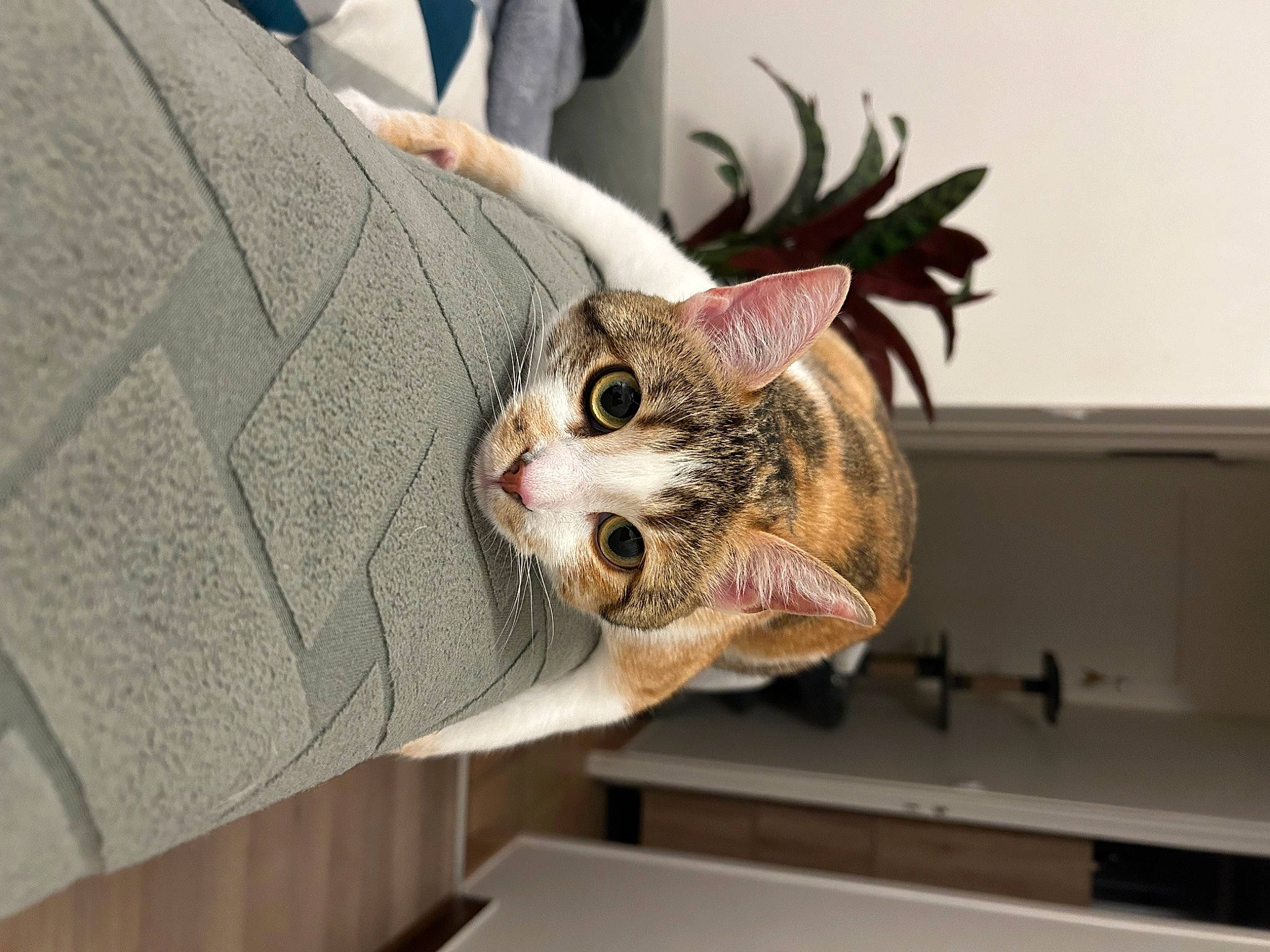 Thylia participe au concours pour gagner de l'argent avec cette photo : carnivore, cat, domestic_short_haired_cat, fashion_accessory, fawn, felidae, flowerpot, fur, gesture, grass, houseplant, plant, sitting, small_to_medium_sized_cats, snout, tree, twig, whiskers, wildlife