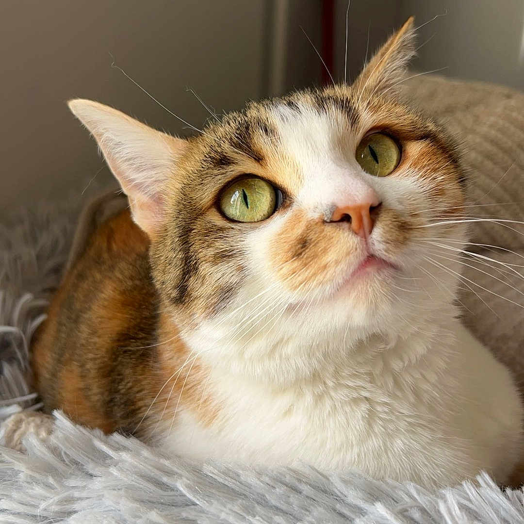 Thylia participe au concours pour gagner de l'argent avec cette photo : abyssinian, angora, animal, bed, bedroom, blanket, cat, couch, cushion, face, furniture, head, indoors, kitten, manx, person, pet, photography, portrait, room