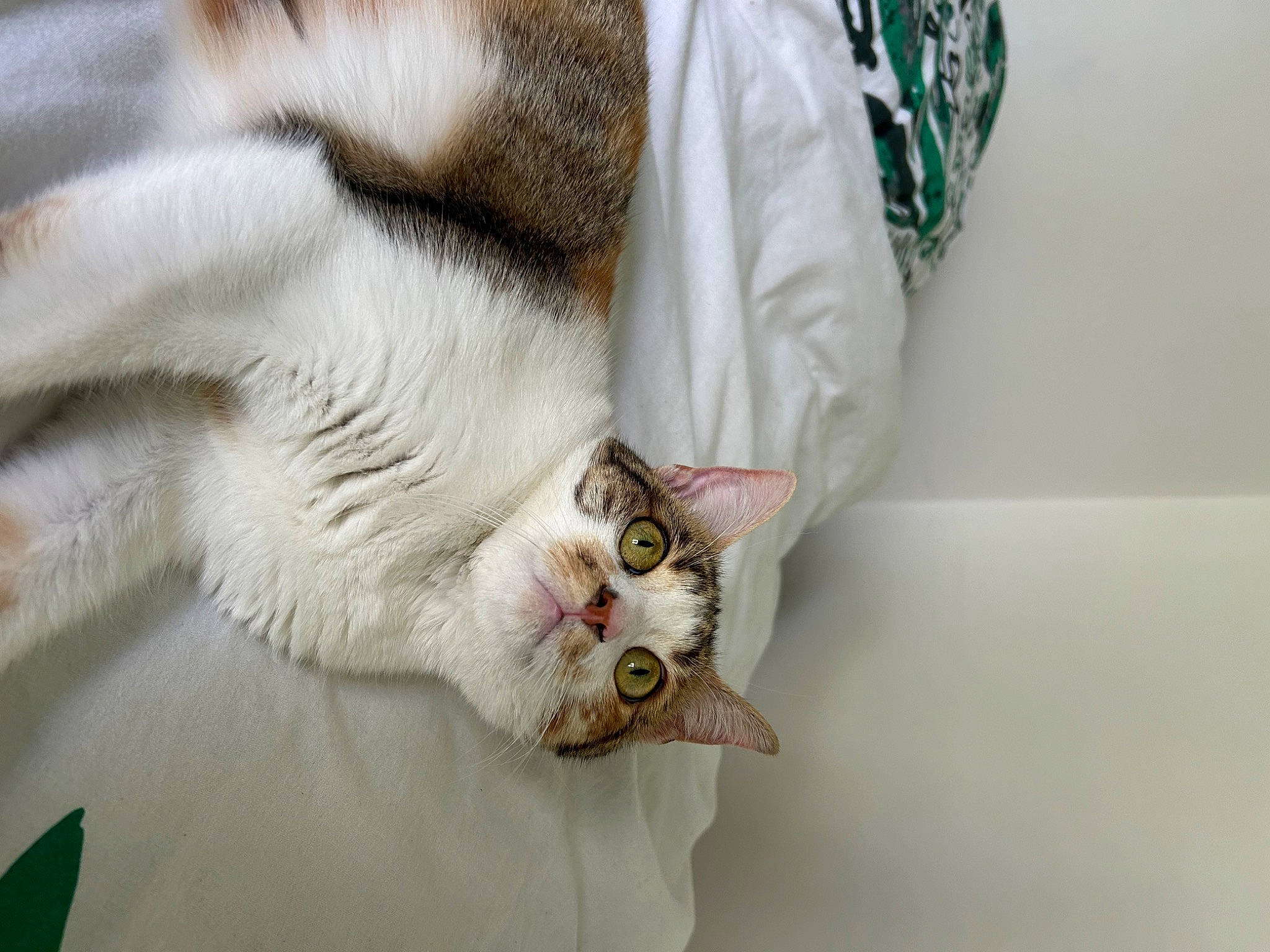 Thylia participe au concours pour gagner de l'argent avec cette photo : carnivore, cat, claw, domestic_short_haired_cat, felidae, fur, linens, paw, plant, sleeve, small_to_medium_sized_cats, tail, whiskers