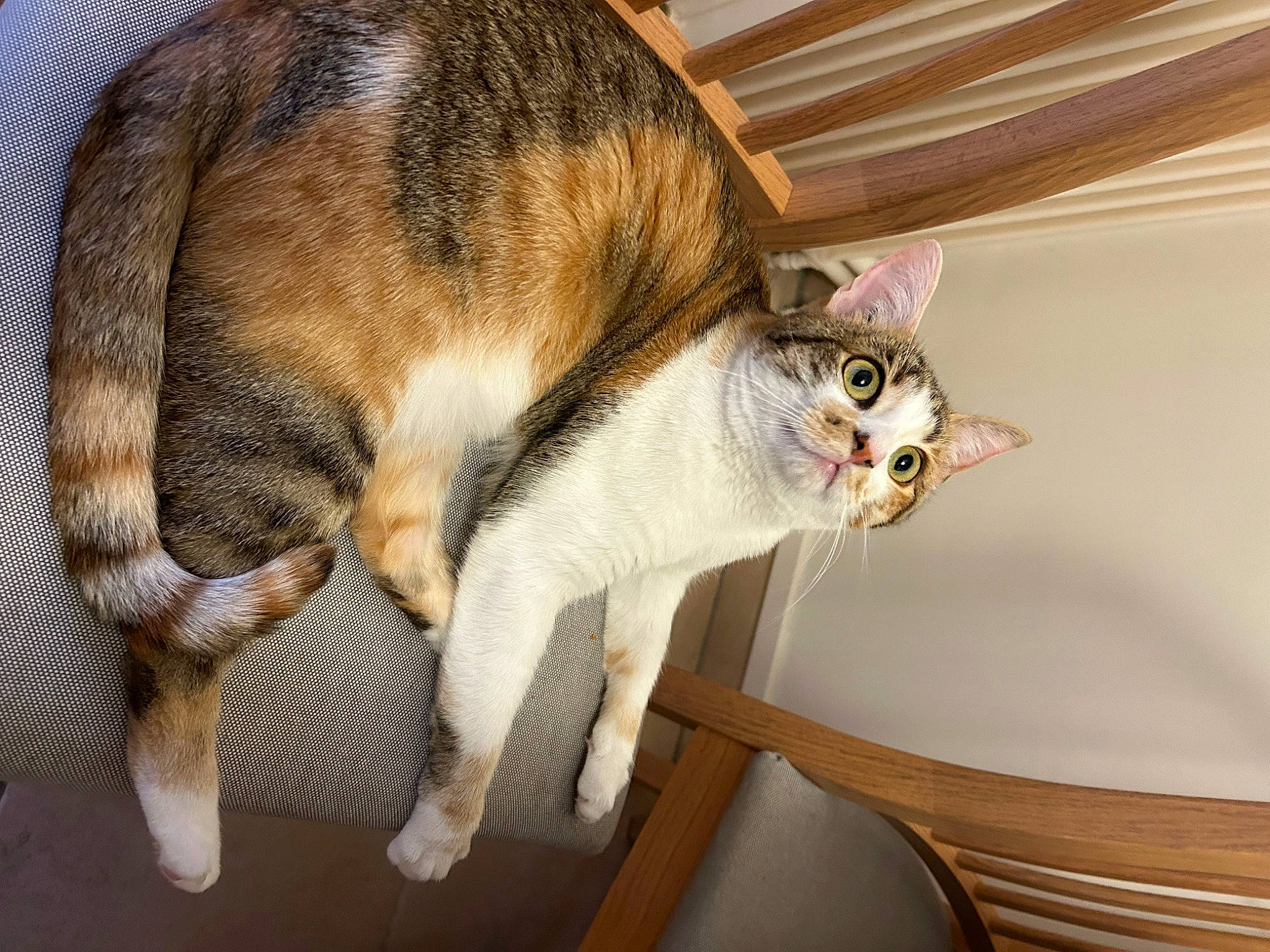 Thylia a rejoint le concours — aidez-le/la à gagner de superbes lots ! carnivore, cat, chair, comfort, curtain, domestic_short_haired_cat, door, felidae, fur, hardwood, paw, small_to_medium_sized_cats, snout, tail, whiskers, window, wood