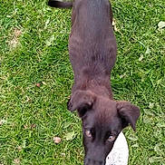 Vénus a rejoint le concours — aidez-le/la à gagner de superbes lots ! animal, ball, canine, clothing, dog, footwear, grass, jeans, labradorretriever, lawn, outdoors, pants, pet, plant, puppy, shoe, sneaker, sport, tennis, tennisball