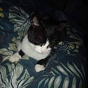 Duchesse participe au concours pour gagner de l'argent avec cette photo : cat, tuxedo_cat, bed, blanket, bedding, paw, whiskers, sleeping, cozy, indoor, pet, fur, black_and_white, close_up, flash_light, patterned_sheet, leaf_pattern, television, night, home