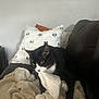 Petunia Skye is registered to the contest to win money with this photo: cat, black_and_white_cat, blanket, couch, pillow, ghost_pattern, indoor, pet, cozy, knit, playful, fur, whiskers, animal, domestic_cat, relaxing, soft_texture, furniture, living_room, cute
