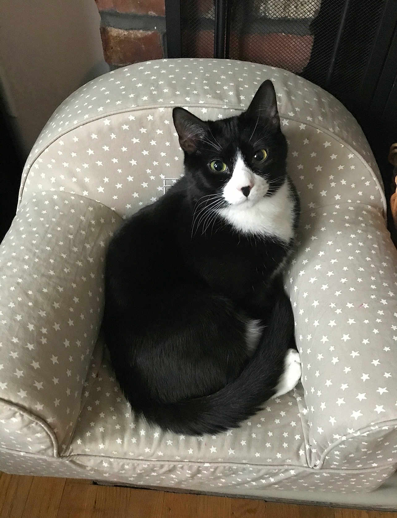 Petunia Skye is registered to the contest to win money with this photo: cat, black_and_white, pet, feline, chair, star_pattern, curled_up, indoor, cozy, looking_at_camera, fur, whiskers, ears, tail, wooden_floor, fireplace, home, comfortable, animal, resting