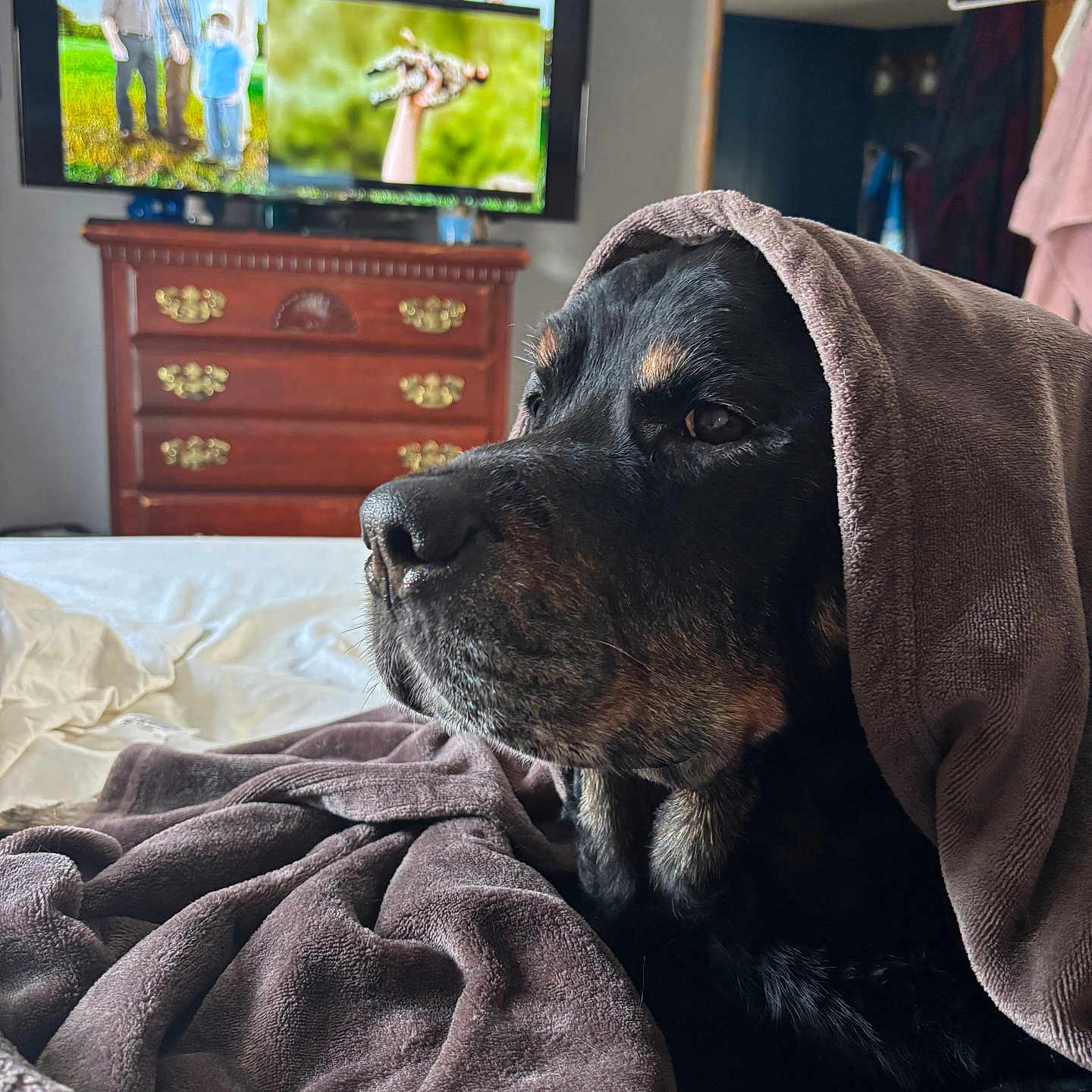 Yugetti Yukhon Bear is registered to the contest to win money with this photo: bed, black_dog, blanket, brown, canine, comfort, cozy, dog, domestic, drape, furniture, indoor, pet, portrait, relaxed, resting, room, side_view, television, wooden_dresser