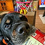 Yugetti Yukhon Bear is registered to the contest to win money with this photo: dog, black_dog, pet, nose, food_container, indoor, living_room, carpet, wooden_furniture, table, chair, toy, floor, close_up, curious, snout, orange_collar, household, domestic_animal, background